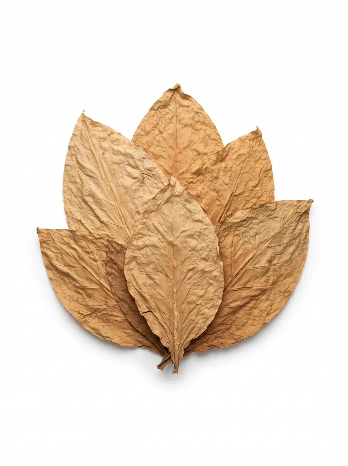 A fan of light-brown Burley tobacco leaves on a white background