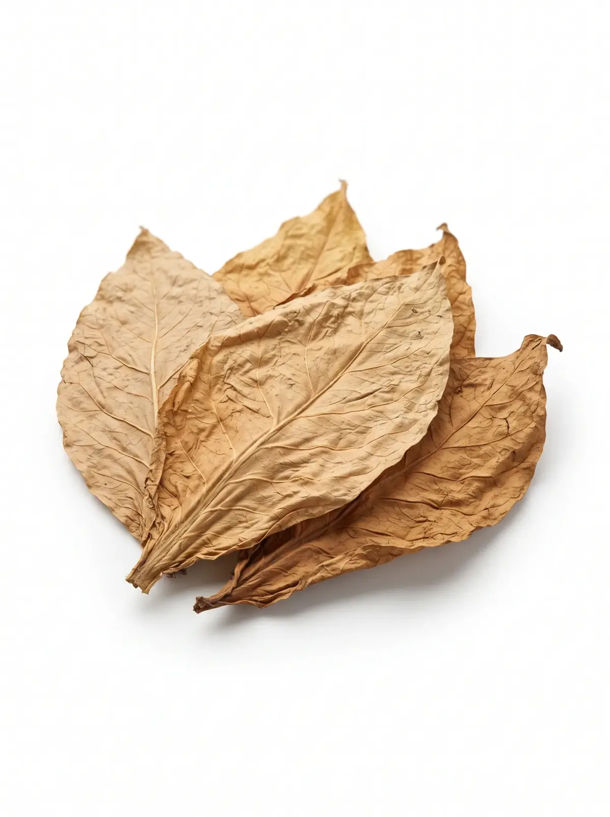Overlapping light-brown Burley tobacco leaves on a white background