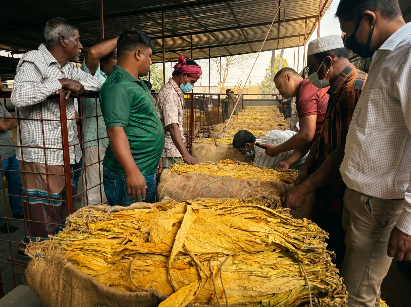 Buyers and farmers examining bales of cured tobacco leaf at a buying centre