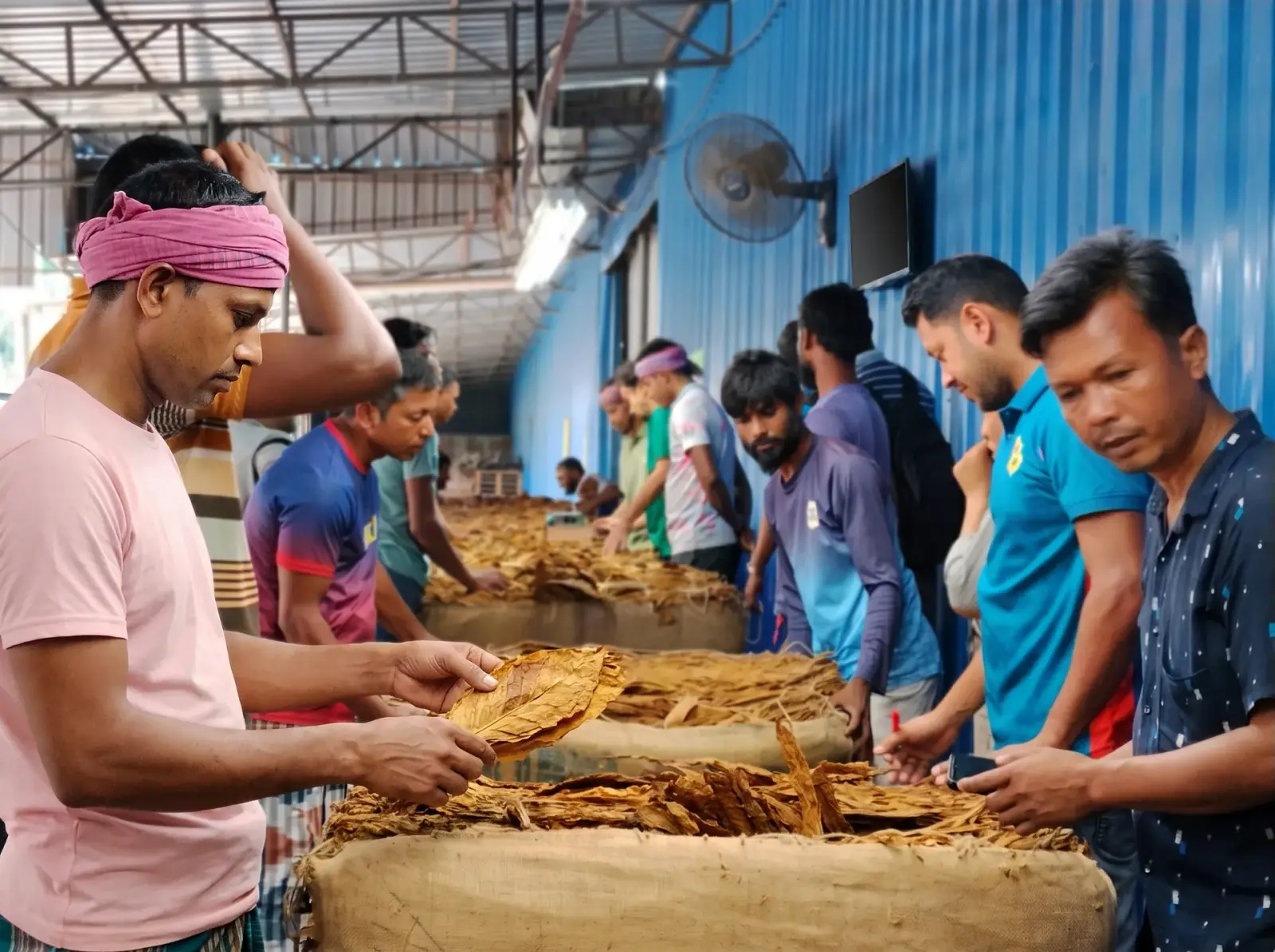 Workers sorting and grading cured tobacco leaves along a line of bales