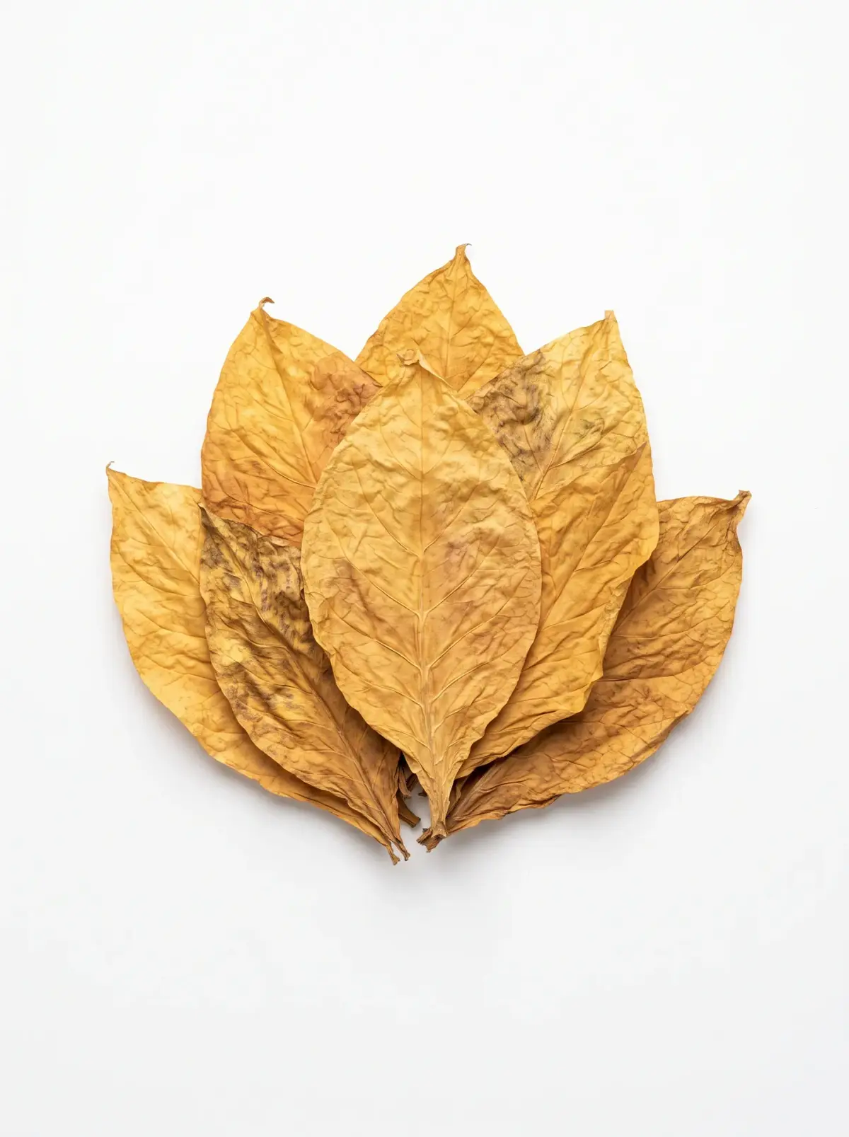 A fan of golden flue-cured Virginia tobacco leaves on a white background